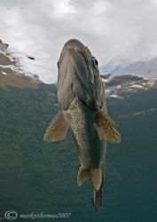Trout.
Capernwray.
Jan 07.
D200 20mm. by Mark Thomas 